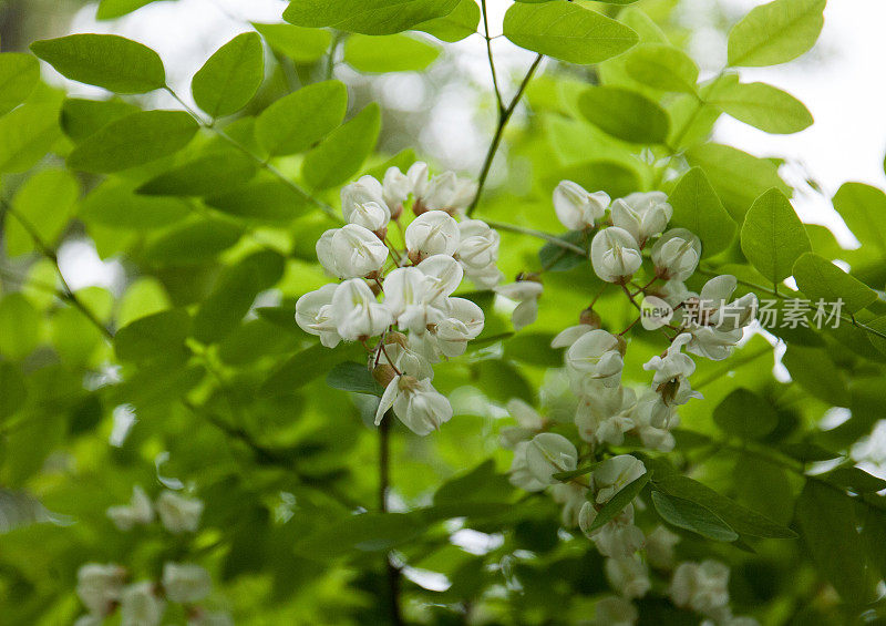 Robinia vulgaris (lat. Robínia pseudoacácia) in spring, flowering close-up.